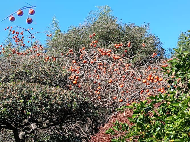 Galaxy A25 で撮影