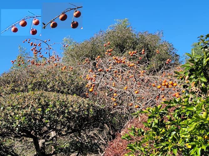 Galaxy S21 Ultra で撮影