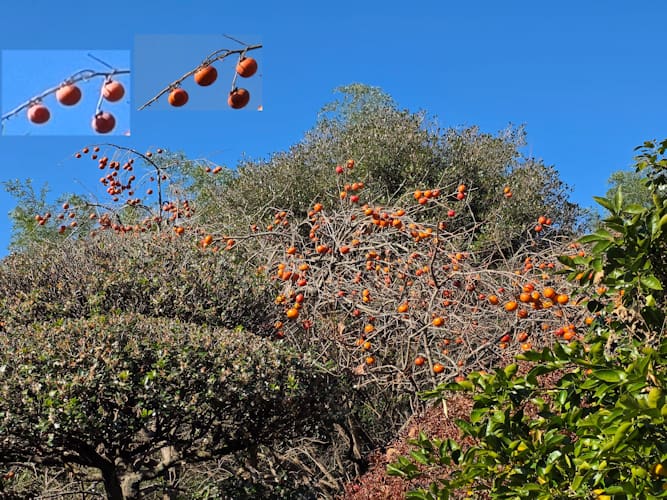 Galaxy S25 Ultra で撮影