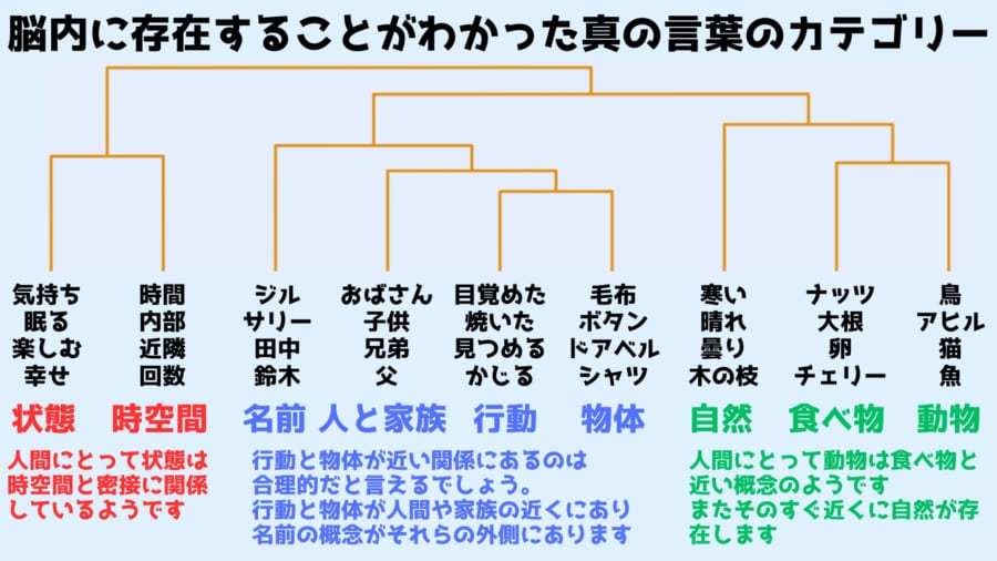 脳内に存在することがわかった真の言葉のカテゴリー